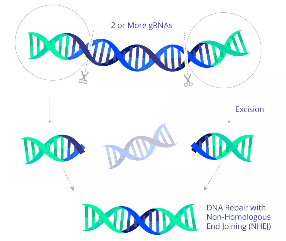 CRISPR-Cas9 gene editing